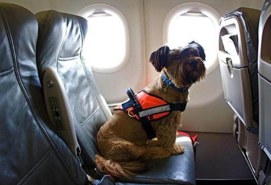 Kinh nghiệm đem chó từ Mỹ về Việt Nam bằng máy bay