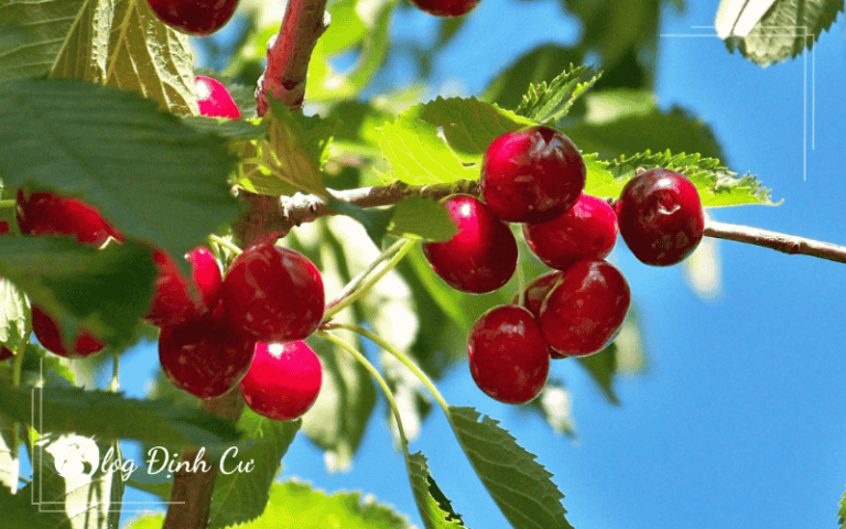 Kinh Nghiệm Mang Cherry Về Việt Nam: Chọn Quả Và Đóng Gói